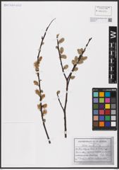Foto von Salix aurita L.